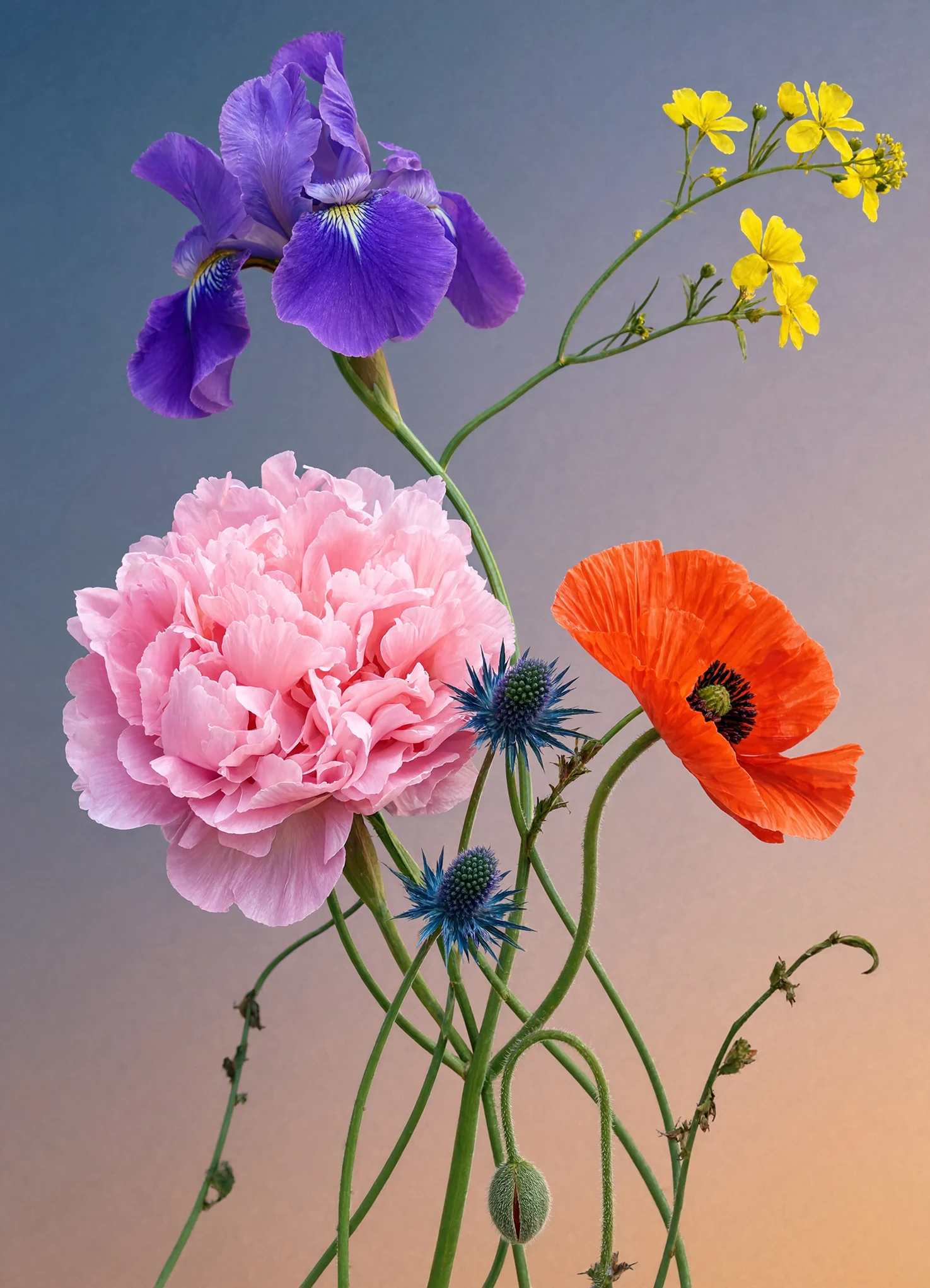An iris, a pink peony, a red poppy and yellow wildflowers arranged on bare stems against a soft gradient