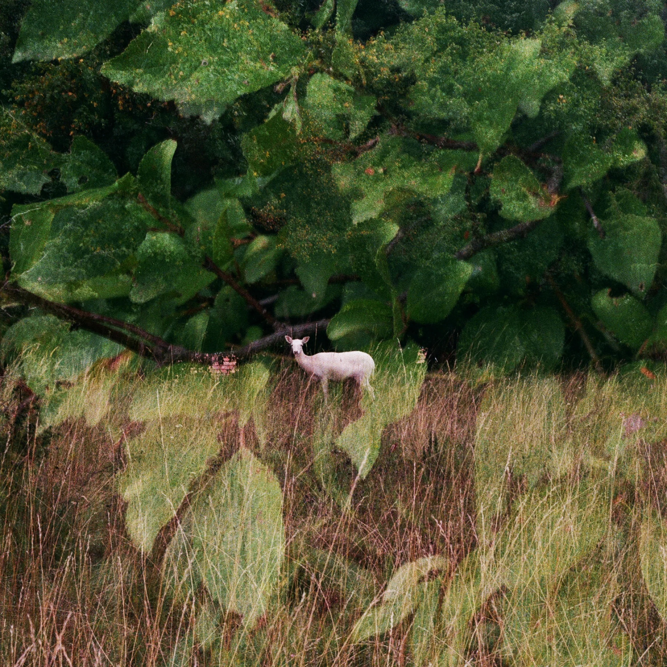 A white deer standing at the edge of dense green foliage, looking back at the camera
