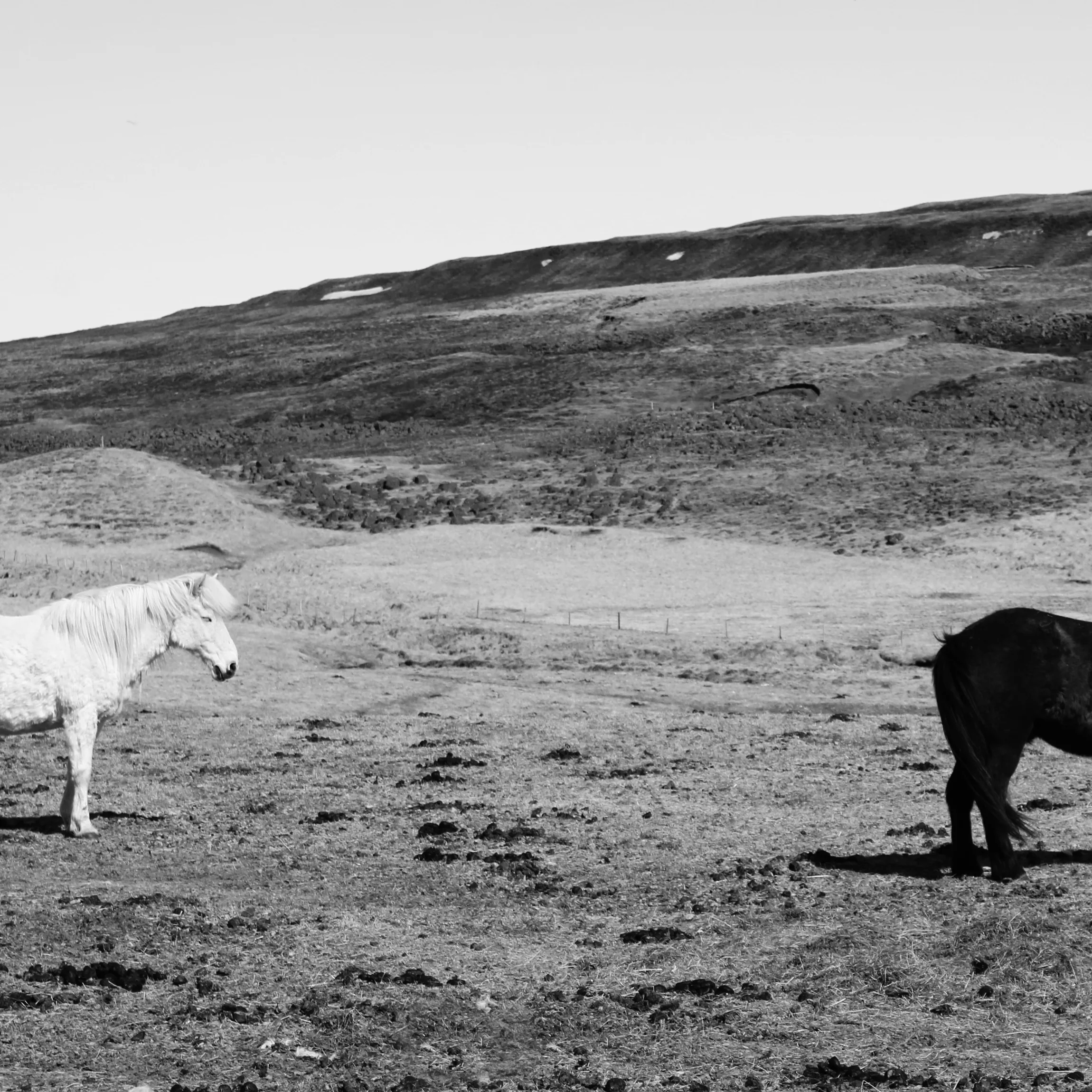 A white horse at the left edge and a black horse at the right of a bare monochrome field