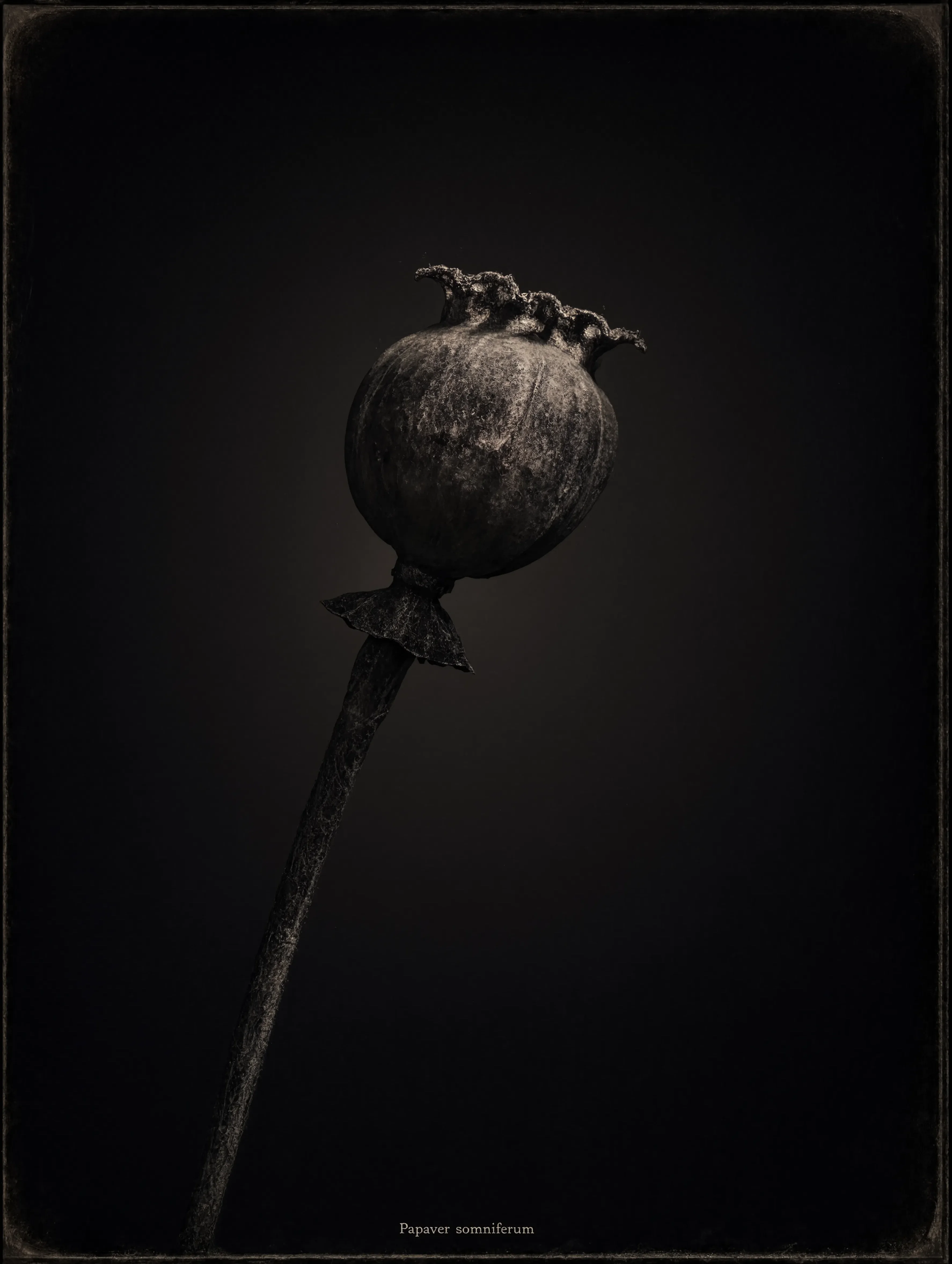 Moody Photogravure