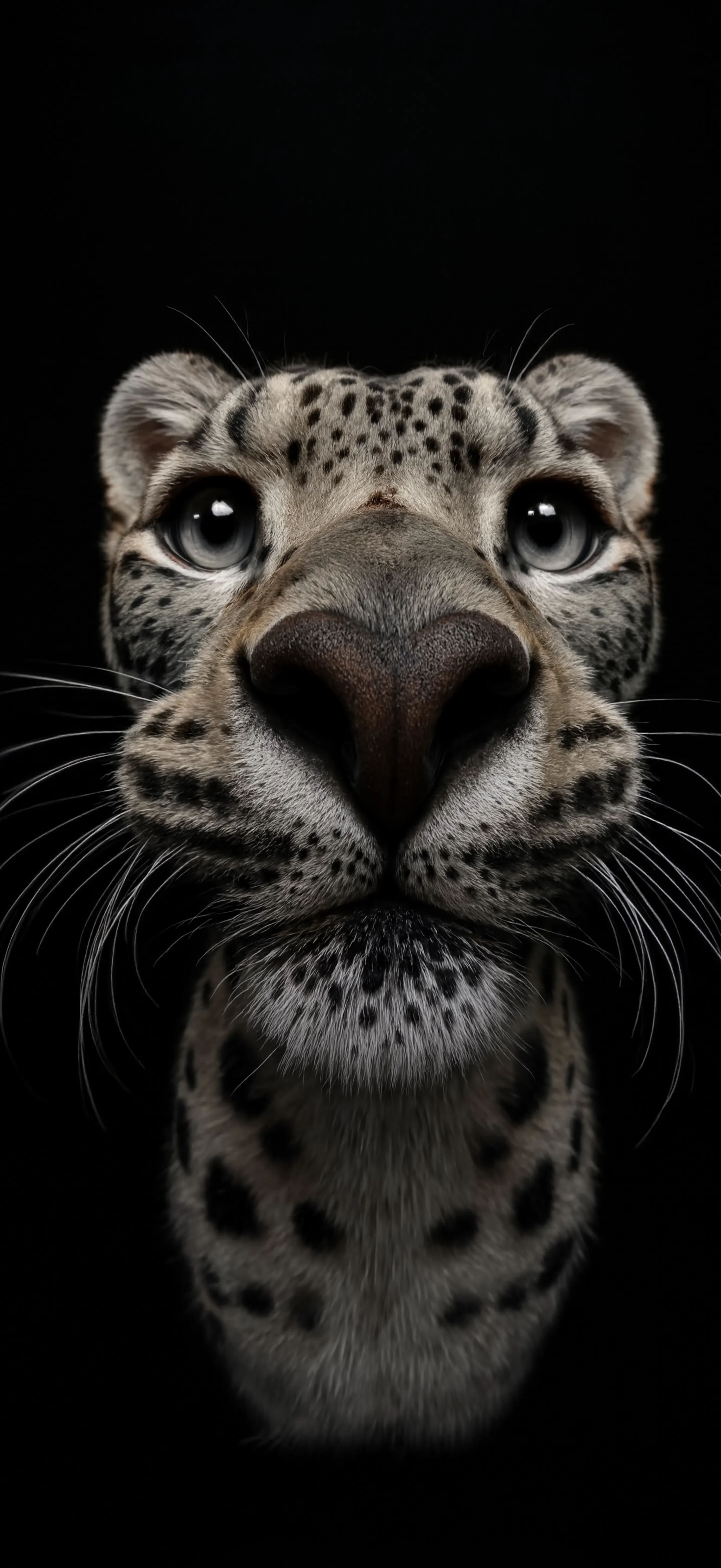 Wildlife Cam, Adam Syed